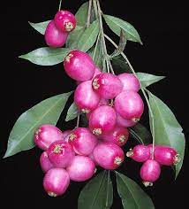 Syzygium paniculatum - Eugenia